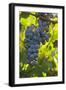 China, Xinjiang, Manas. Cab. Sauv. Grapes for the Citic Guoan Winery-Janis Miglavs-Framed Photographic Print