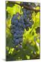 China, Xinjiang, Manas. Cab. Sauv. Grapes for the Citic Guoan Winery-Janis Miglavs-Mounted Photographic Print