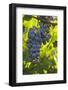 China, Xinjiang, Manas. Cab. Sauv. Grapes for the Citic Guoan Winery-Janis Miglavs-Framed Photographic Print