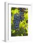 China, Xinjiang, Manas. Cab. Sauv. Grapes for the Citic Guoan Winery-Janis Miglavs-Framed Photographic Print
