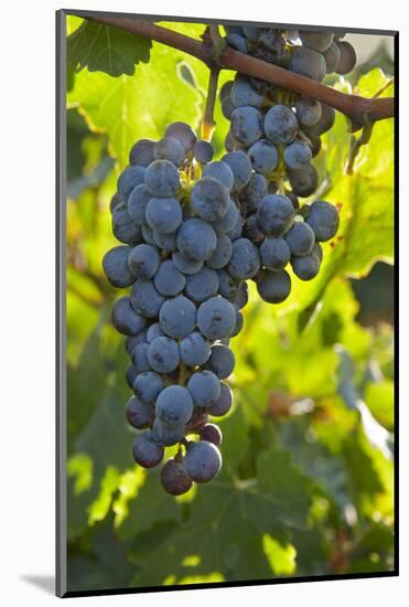 China, Xinjiang, Manas. Cab. Sauv. Grapes for the Citic Guoan Winery-Janis Miglavs-Mounted Photographic Print