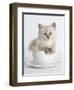 China-Rachael Hale-Framed Art Print