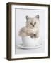 China-Rachael Hale-Framed Art Print