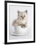 China-Rachael Hale-Framed Art Print