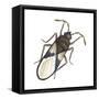 Chinch Bug (Blissus Leucopterus), Insects-Encyclopaedia Britannica-Framed Stretched Canvas