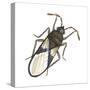 Chinch Bug (Blissus Leucopterus), Insects-Encyclopaedia Britannica-Stretched Canvas