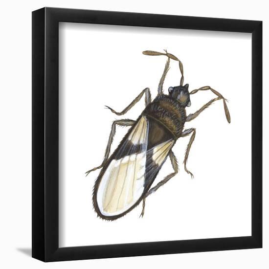 Chinch Bug (Blissus Leucopterus), Insects-Encyclopaedia Britannica-Framed Poster