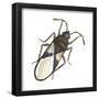 Chinch Bug (Blissus Leucopterus), Insects-Encyclopaedia Britannica-Framed Poster