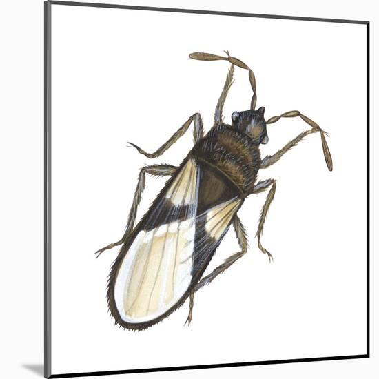 Chinch Bug (Blissus Leucopterus), Insects-Encyclopaedia Britannica-Mounted Poster