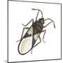 Chinch Bug (Blissus Leucopterus), Insects-Encyclopaedia Britannica-Mounted Poster