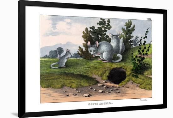 Chinchilla, 1860-null-Framed Giclee Print