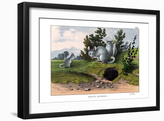 Chinchilla, 1860-null-Framed Premium Giclee Print