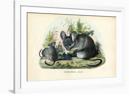 Chinchilla, 1863-79-Raimundo Petraroja-Framed Giclee Print