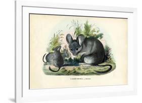 Chinchilla, 1863-79-Raimundo Petraroja-Framed Giclee Print