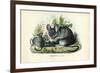 Chinchilla, 1863-79-Raimundo Petraroja-Framed Giclee Print