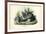 Chinchilla, 1863-79-Raimundo Petraroja-Framed Giclee Print