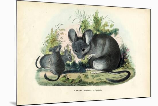 Chinchilla, 1863-79-Raimundo Petraroja-Mounted Giclee Print