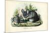 Chinchilla, 1863-79-Raimundo Petraroja-Mounted Giclee Print