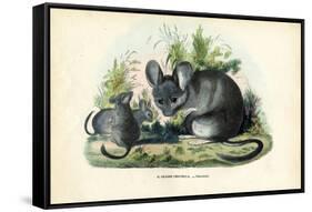 Chinchilla, 1863-79-Raimundo Petraroja-Framed Stretched Canvas