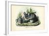 Chinchilla, 1863-79-Raimundo Petraroja-Framed Giclee Print