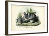 Chinchilla, 1863-79-Raimundo Petraroja-Framed Giclee Print