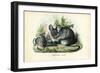 Chinchilla, 1863-79-Raimundo Petraroja-Framed Giclee Print