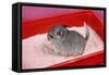 Chinchilla Baby in Sand Tray, Bathing to Help-null-Framed Stretched Canvas