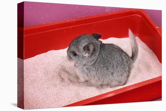 Chinchilla Baby in Sand Tray, Bathing to Help-null-Stretched Canvas