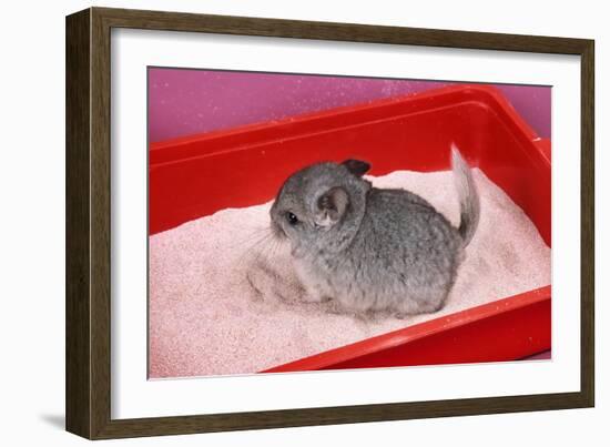 Chinchilla Baby in Sand Tray, Bathing to Help-null-Framed Photographic Print