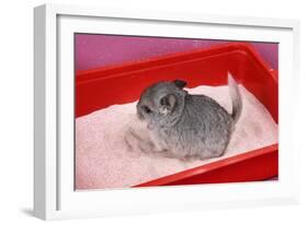 Chinchilla Baby in Sand Tray, Bathing to Help-null-Framed Photographic Print