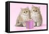 Chinchilla Kittens with Present-null-Framed Stretched Canvas