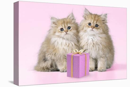 Chinchilla Kittens with Present-null-Stretched Canvas