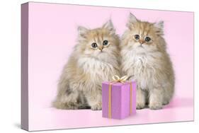 Chinchilla Kittens with Present-null-Stretched Canvas