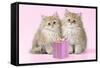 Chinchilla Kittens with Present-null-Framed Stretched Canvas