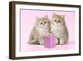 Chinchilla Kittens with Present-null-Framed Photographic Print