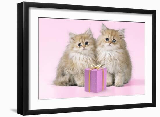 Chinchilla Kittens with Present-null-Framed Photographic Print