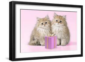 Chinchilla Kittens with Present-null-Framed Photographic Print