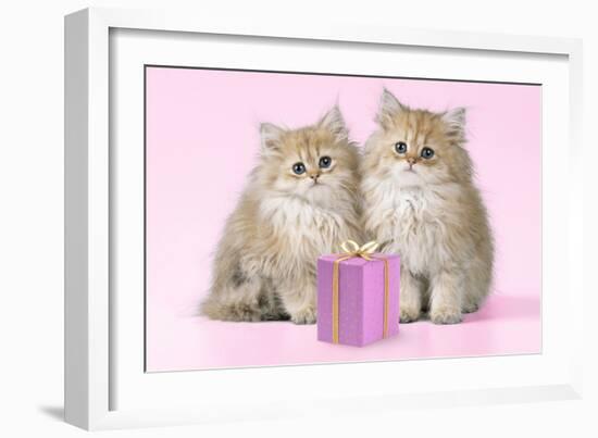 Chinchilla Kittens with Present-null-Framed Photographic Print