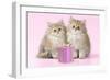 Chinchilla Kittens with Present-null-Framed Photographic Print