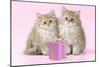 Chinchilla Kittens with Present-null-Mounted Photographic Print