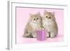 Chinchilla Kittens with Present-null-Framed Photographic Print