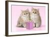 Chinchilla Kittens with Present-null-Framed Photographic Print