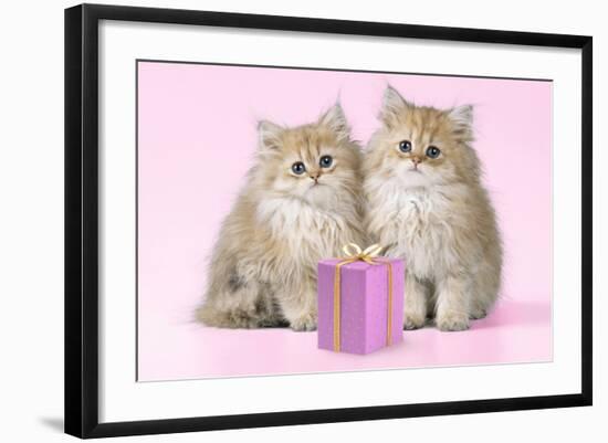 Chinchilla Kittens with Present-null-Framed Photographic Print