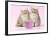 Chinchilla Kittens with Present-null-Framed Photographic Print