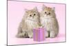 Chinchilla Kittens with Present-null-Mounted Photographic Print