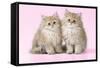 Chinchilla Kittens-null-Framed Stretched Canvas