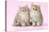 Chinchilla Kittens-null-Stretched Canvas