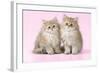 Chinchilla Kittens-null-Framed Photographic Print