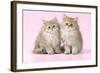 Chinchilla Kittens-null-Framed Photographic Print