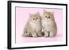 Chinchilla Kittens-null-Framed Photographic Print